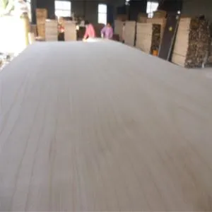 Paulownia Consiliul de Kiteboard